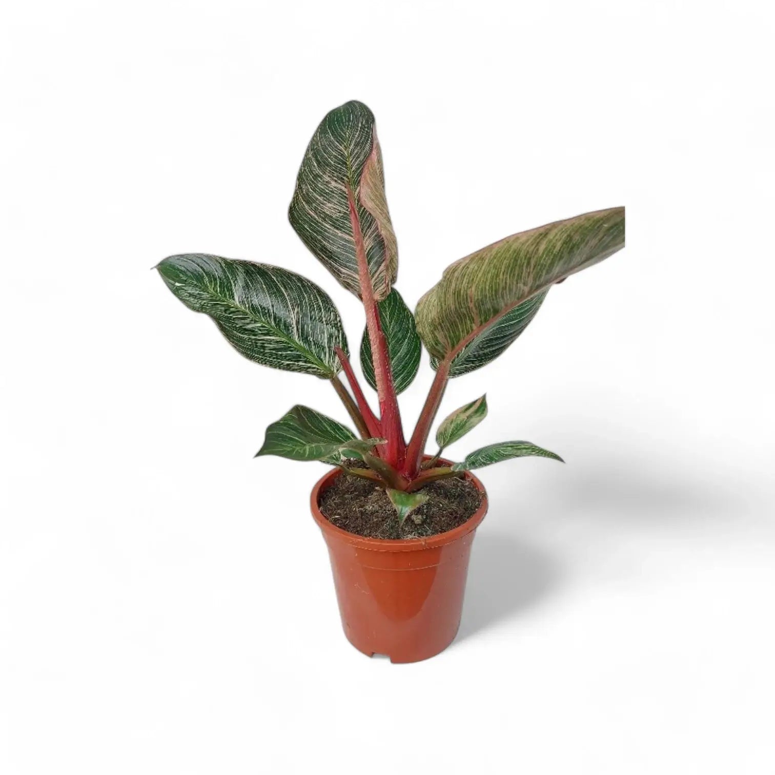 Philodendron 'Birkin Pink' ('Pink Bikini') potted houseplant in nursery pot on white background, product photo 6.