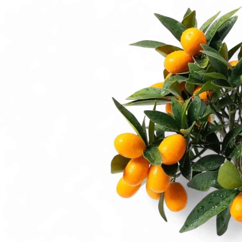 Citrus japonica 'Kumquat' potted houseplant in nursery pot on white background, product photo 2.