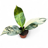 Dieffenbachia seguine 'Big Ben' potted houseplant in nursery pot on white background, product photo 3.