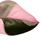 Philodendron 'Pink princess' – Zimmerpflanze im Kulturtopf auf weißem Hintergrund, Produktfoto 1.