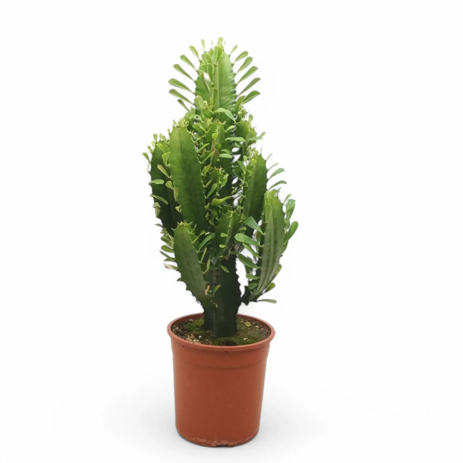 Euphorbia abyssinica potted houseplant in nursery pot on white background, product photo 5.