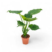 Alocasia cucullata potted houseplant in nursery pot on white background, product photo 10.