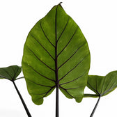 Alocasia macrorrhizos 'Black stem' leaf close-up on white background.