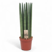 Dracaena angolensis (Sansevieria cylindrica) 'Straight' potted houseplant in nursery pot on white background, product photo 4.