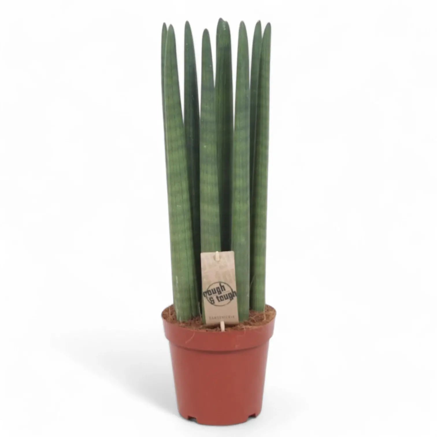 Dracaena angolensis (Sansevieria cylindrica) 'Straight' potted houseplant in nursery pot on white background, product photo 4.