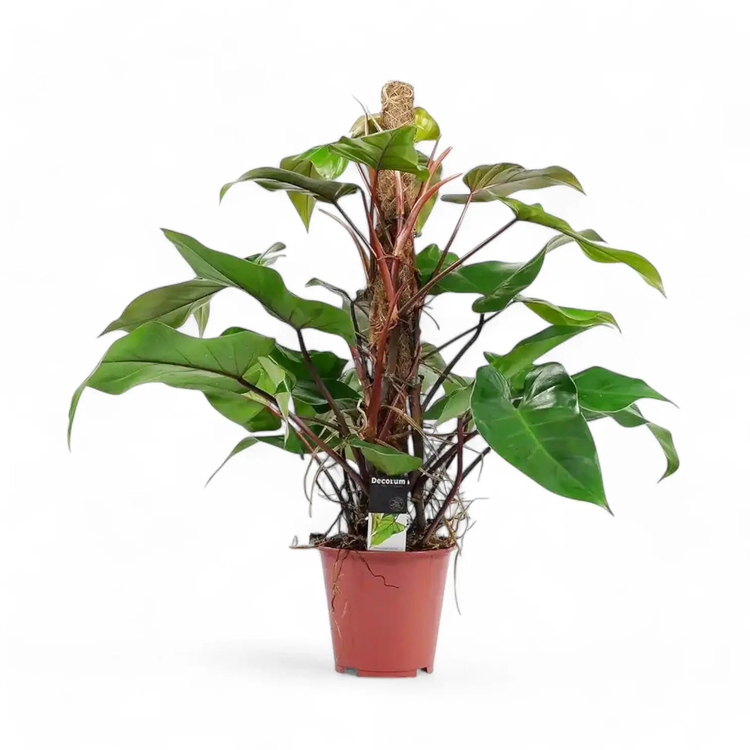 Philodendron erubescens 'Red Emerald' potted houseplant in nursery pot on white background, product photo 5.