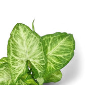 Nahaufnahme eines Blatts von Syngonium podophyllum 'Arrow' vor weißem Hintergrund.