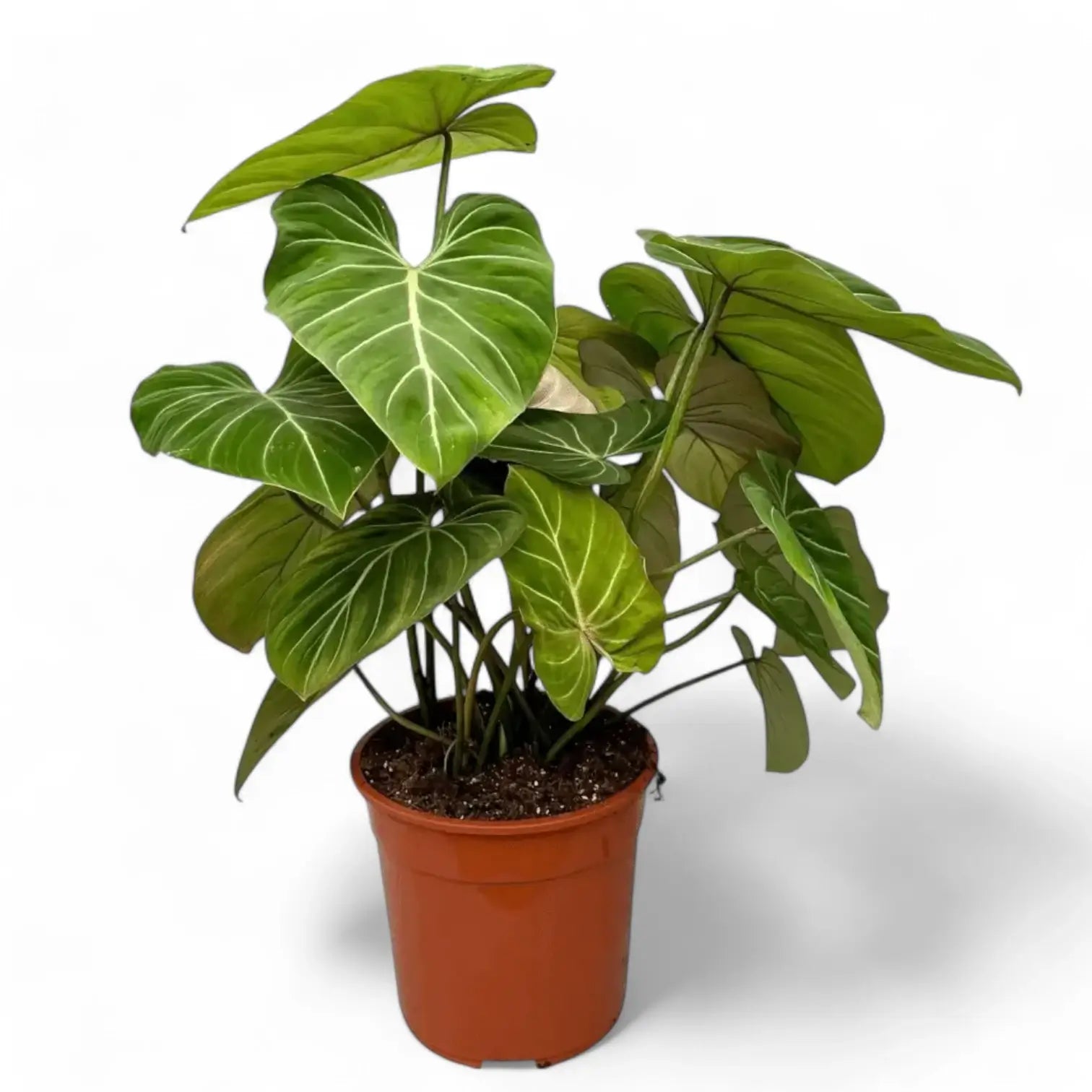 Philodendron gloriosum – Topfpflanze im Kulturtopf vor weißem Hintergrund, Produktfoto 15.