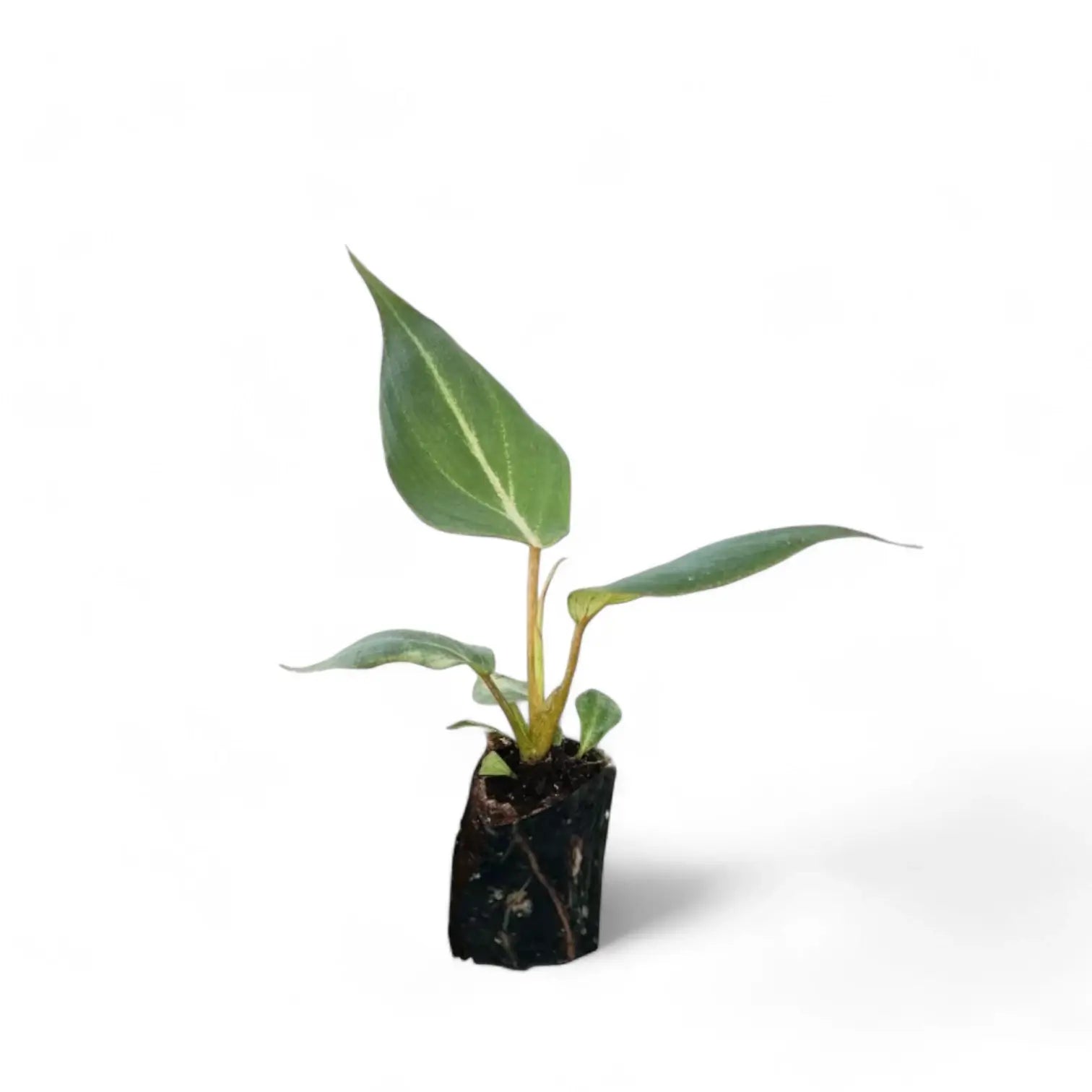 Philodendron gloriosum – Topfpflanze im Kulturtopf vor weißem Hintergrund, Produktfoto 5.