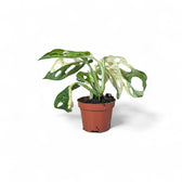 Monstera adansonii variegata – Zimmerpflanze im Kulturtopf auf weißem Hintergrund, Produktfoto 4.