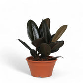Ficus elastica 'Abidjan' potted houseplant in nursery pot on white background, product photo 7.