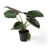 Alocasia wentii – Topfpflanze im Kulturtopf vor weißem Hintergrund, Produktfoto 3.