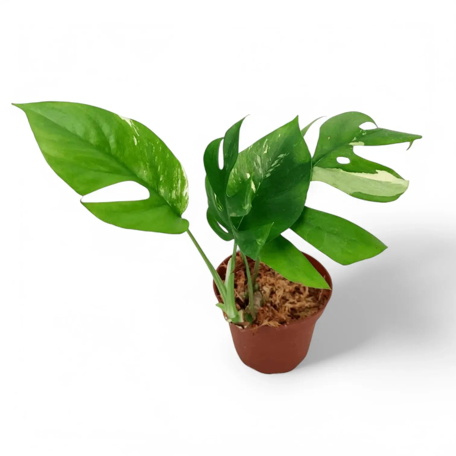 Rhaphidophora tetrasperma albo-variegata als Topfpflanze im Kulturtopf vor weißem Hintergrund, Produktfoto 7.