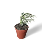 Rhaphidophora puberula variegata – Topfpflanze im Kulturtopf vor weißem Hintergrund, Produktfoto 5.