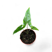 Alocasia zebrina 'Reticulata' potted houseplant in nursery pot on white background, product photo 5.