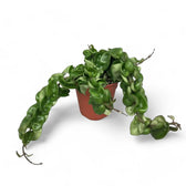 Hoya carnosa 'Compacta' – Zimmerpflanze im Kulturtopf auf weißem Hintergrund, Produktfoto 6.