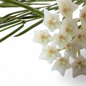 Hoya linearis potted houseplant in nursery pot on white background, product photo 7.