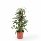 Epipremnum pinnatum 'Cebu Blue' – Topfpflanze im Kulturtopf vor weißem Hintergrund, Produktfoto 9.