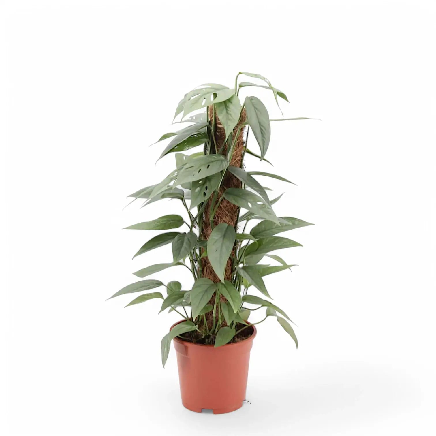 Epipremnum pinnatum 'Cebu Blue' – Topfpflanze im Kulturtopf vor weißem Hintergrund, Produktfoto 9.