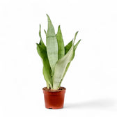 Dracaena (Sansevieria) trifasciata 'Moonshine' potted houseplant in nursery pot on white background, product photo 8.