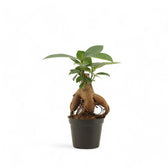 Ficus microcarpa 'Ginseng' potted houseplant in nursery pot on white background, product photo 5.