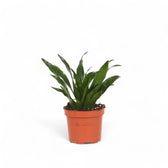 Dracaena fragrans 'Compacta' – Topfpflanze im Kulturtopf vor weißem Hintergrund, Produktfoto 3.