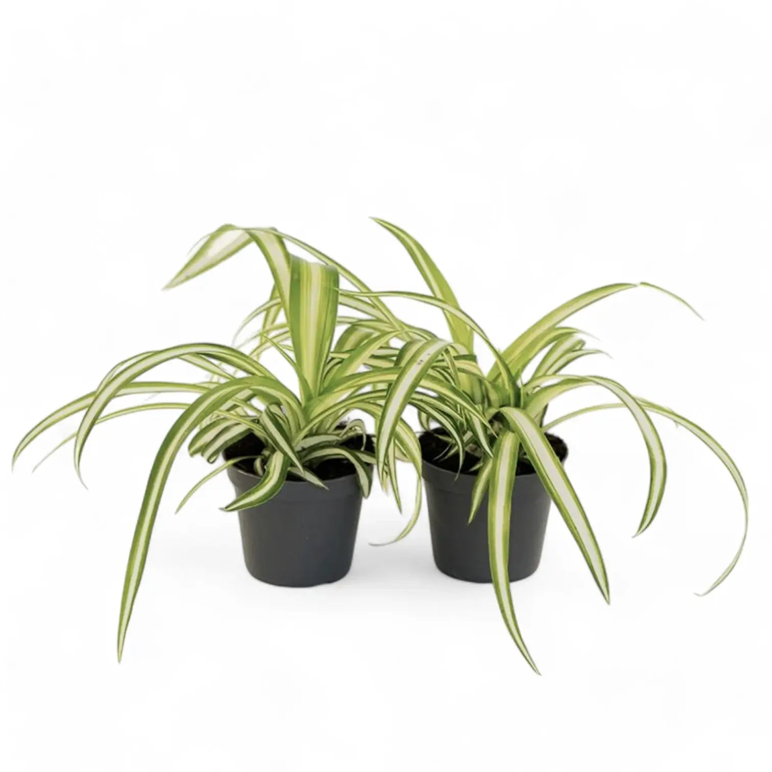 Chlorophytum comosum variegatum potted houseplant in nursery pot on white background, product photo 4.
