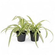 Chlorophytum comosum variegatum potted houseplant in nursery pot on white background, product photo 4.
