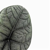 Nahaufnahme eines Blatts von Alocasia melo vor weißem Hintergrund.