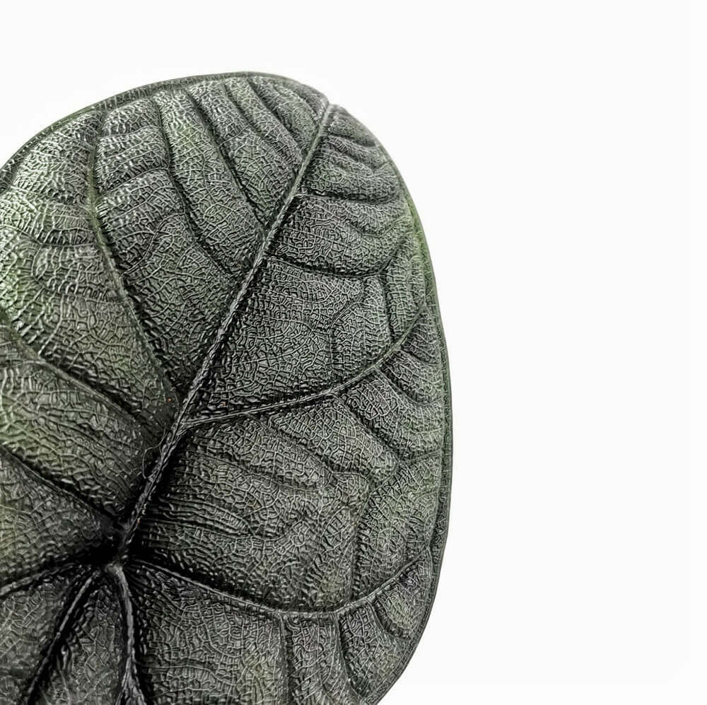 Nahaufnahme eines Blatts von Alocasia melo vor weißem Hintergrund.
