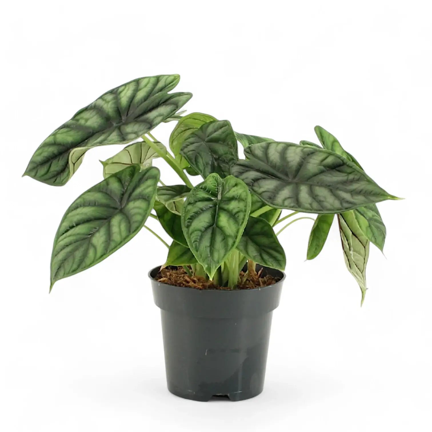 Alocasia baginda 'Dragon scale' potted houseplant in nursery pot on white background, product photo 13.