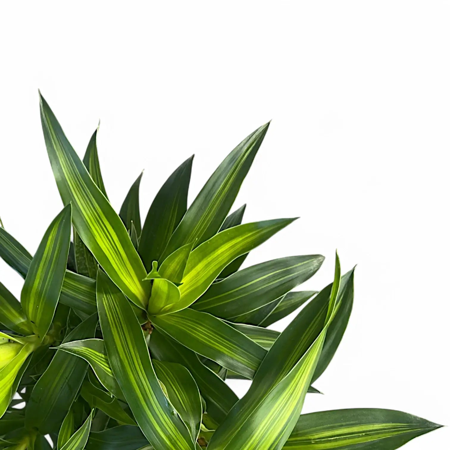 Nahaufnahme eines Blatts von Dracaena reflexa 'Song of Jamaica' vor weißem Hintergrund.