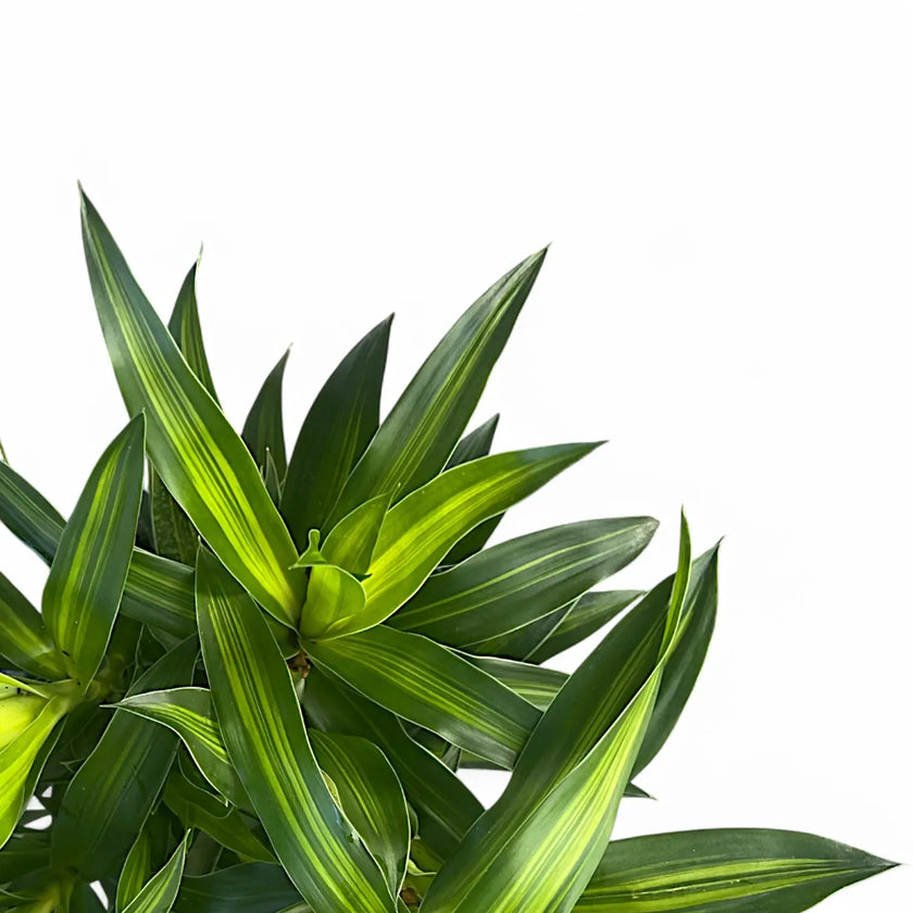 Nahaufnahme eines Blatts von Dracaena reflexa 'Song of Jamaica' vor weißem Hintergrund.