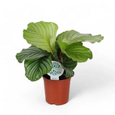 Goeppertia (Calathea) orbifolia potted houseplant in nursery pot on white background, product photo 8.