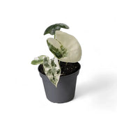 Alocasia ‘Frydek’ variegata potted houseplant in nursery pot on white background, product photo 10.