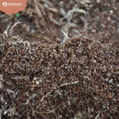 Carnivorous Plant Soil Mix on white background, product photo 8.