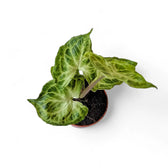 Syngonium podophyllum 'Batik' ('Golden venation') potted houseplant in nursery pot on white background, product photo 9.