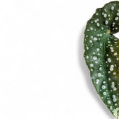 Nahaufnahme eines Blatts von Begonia maculata 'Polka dot' vor weißem Hintergrund.