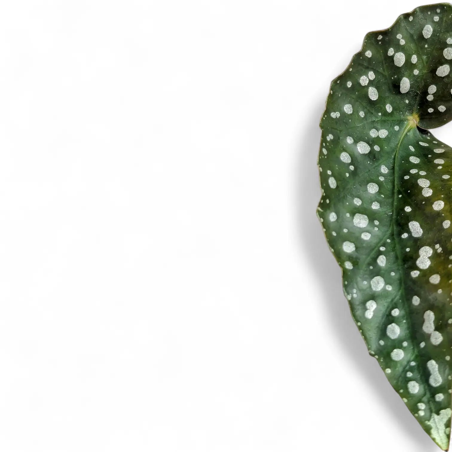 Nahaufnahme eines Blatts von Begonia maculata 'Polka dot' vor weißem Hintergrund.