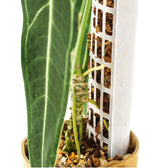 THICCLY® GrowPole™ - ultimative Pflanzenstütze vor weißem Hintergrund, Produktfoto 14.