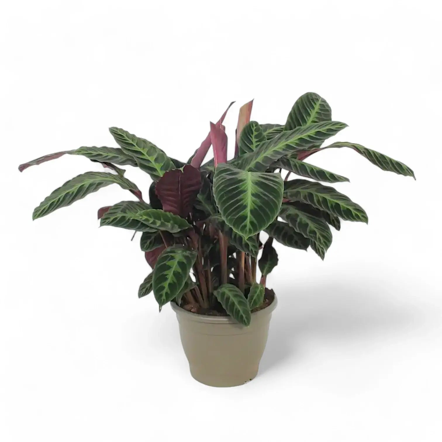Goeppertia (Calathea) warszewiczii – Zimmerpflanze im Kulturtopf auf weißem Hintergrund, Produktfoto 5.