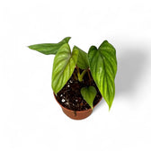 Philodendron plowmanii – Topfpflanze im Kulturtopf vor weißem Hintergrund, Produktfoto 2.