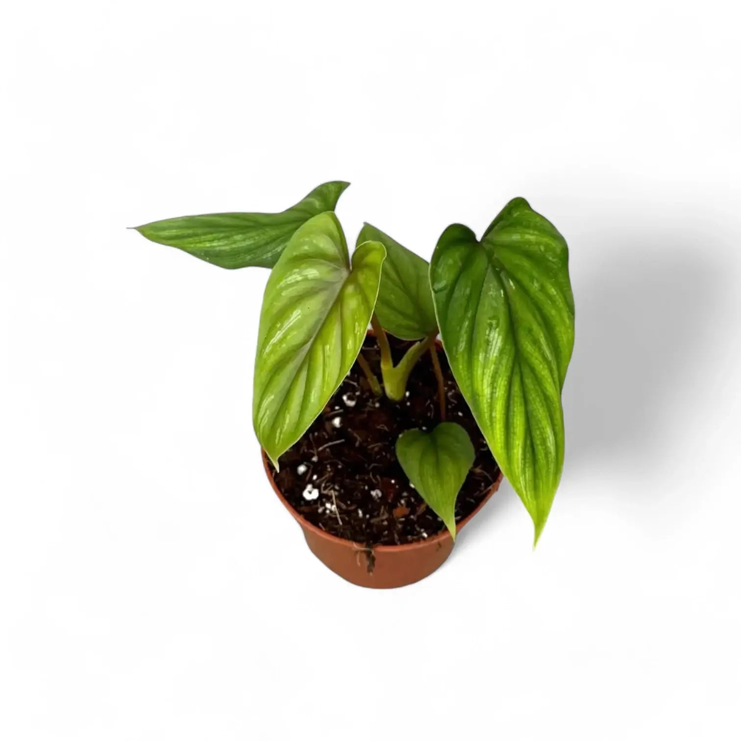 Philodendron plowmanii – Topfpflanze im Kulturtopf vor weißem Hintergrund, Produktfoto 2.