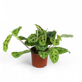 Maranta leuconeura 'Kerchoveana variegata' ('Beauty Kim', 'Fiesta') potted houseplant in nursery pot on white background, product photo 8.