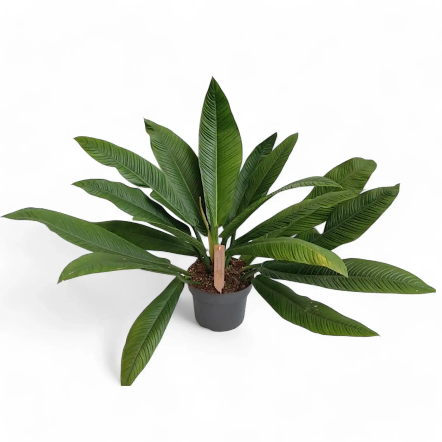 Philodendron campii 'Lynette' potted houseplant in nursery pot on white background, product photo 8.