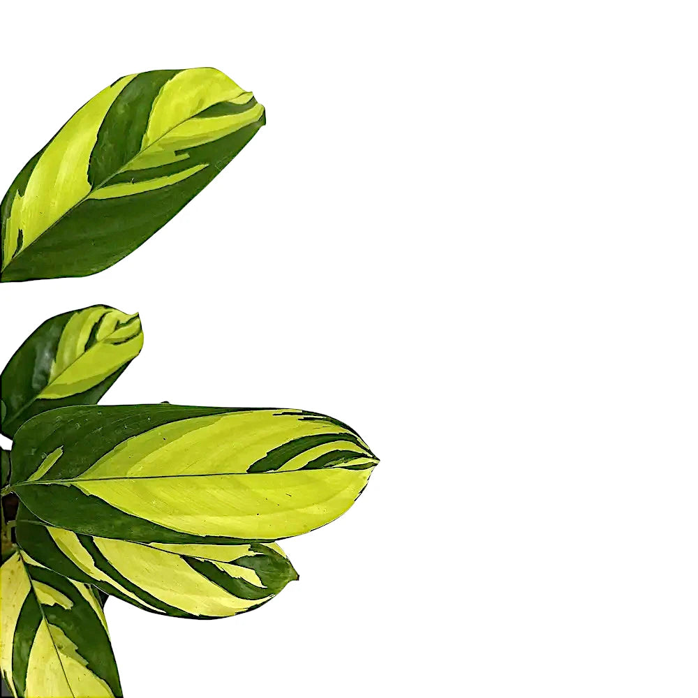 Ctenanthe lubbersiana 'Golden Mosaic' leaf close-up on white background.