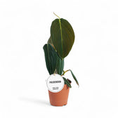 Philodendron gigas potted houseplant in nursery pot on white background, product photo 4.