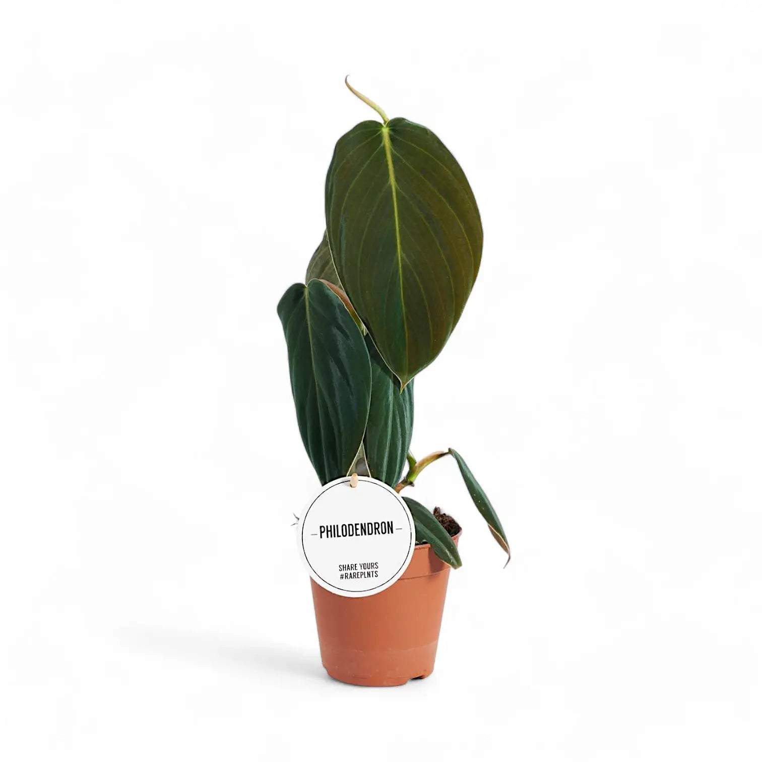 Philodendron gigas potted houseplant in nursery pot on white background, product photo 4.