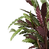 Nahaufnahme eines Blatts von Goeppertia (Calathea) rufibarba vor weißem Hintergrund.