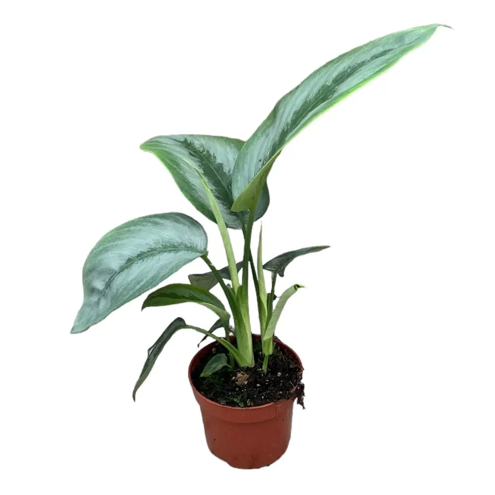Schismatoglottis sp. Borneo 'Silver' potted houseplant in nursery pot on white background, product photo 3.